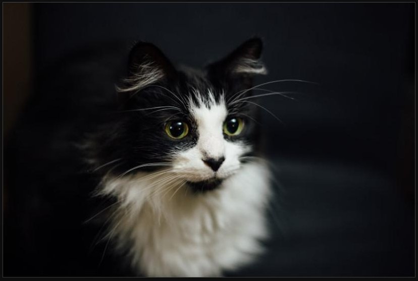 Black and white tuxedo cat