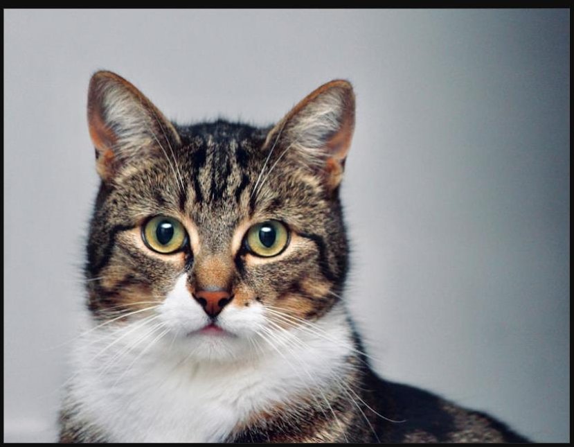 Brown and white tabby cat portrait