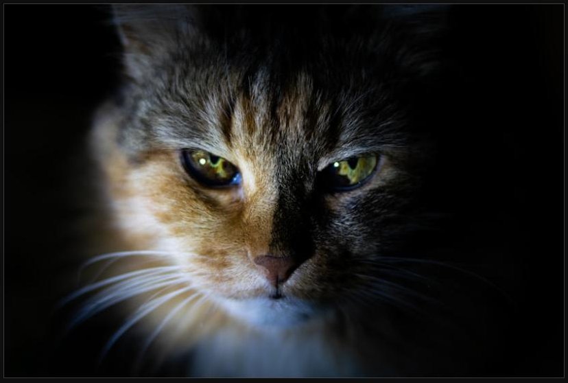 Dark tabby cat with green eyes in low light