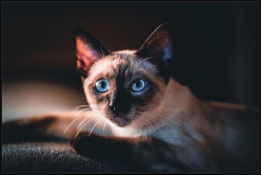 Siamese cat with blue eyes