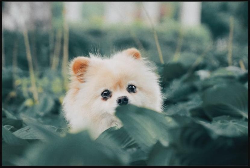 Fluffy cream Pomeranian puppy in green foliage