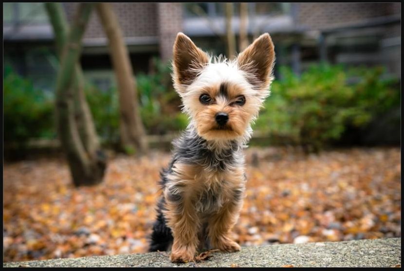 Yorkshire terrier puppy standing outdoors