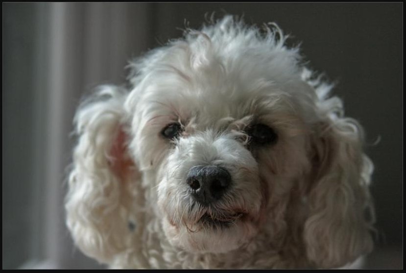 Fluffy white poodle puppy close-up