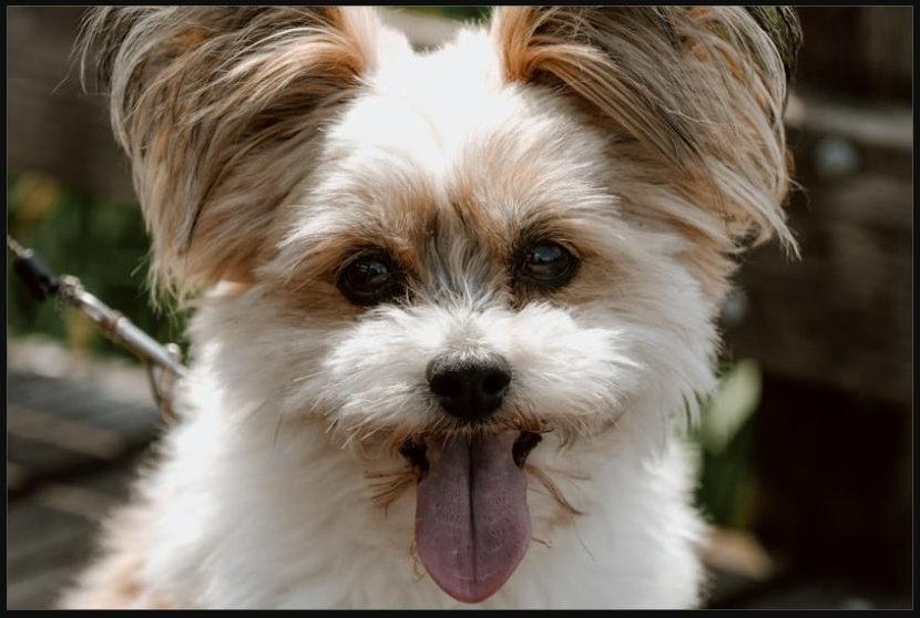 Small terrier puppy with tongue out